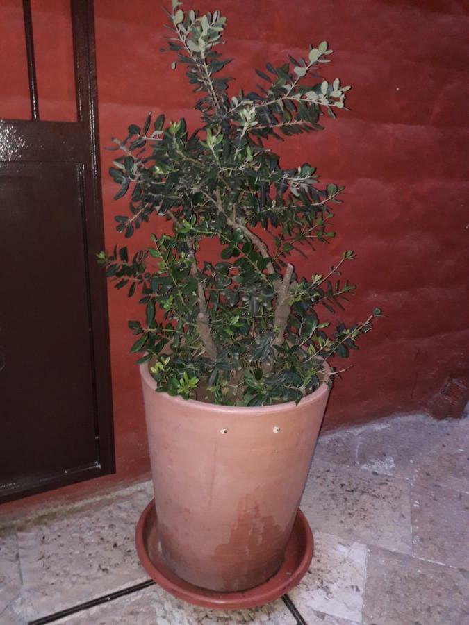 Filioli Apartamento *
